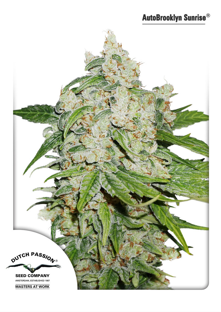 Auto Brooklyn Sunrise Autoflower