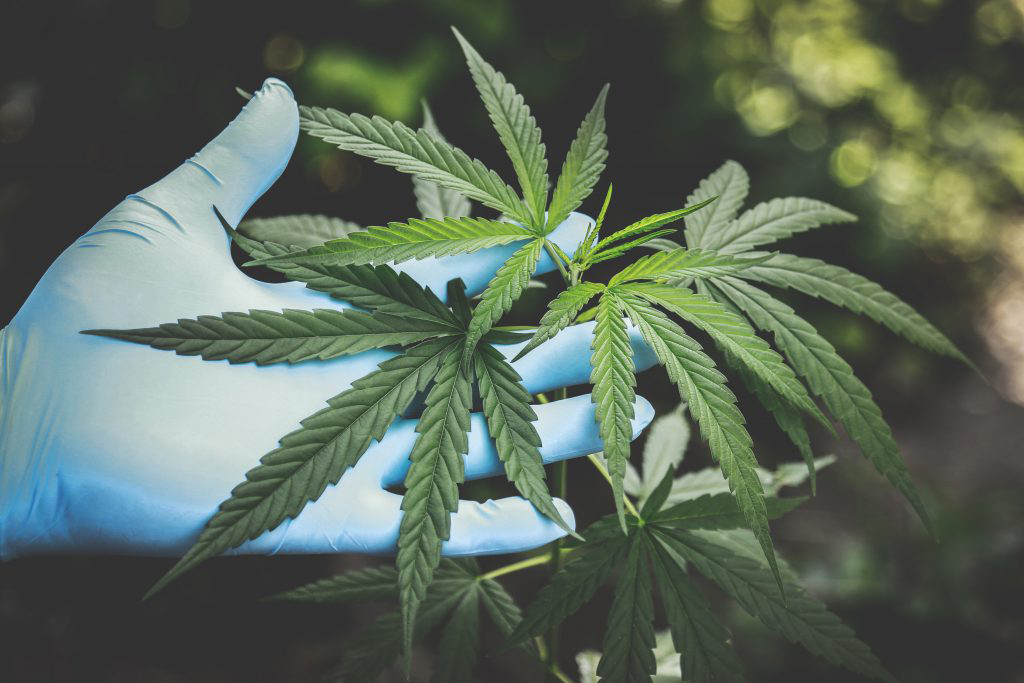 Cannabis plant with a gloved hand