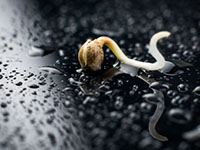 germination