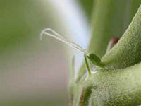 Extra stuff regarding growing Cannabis